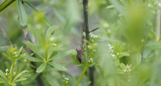 Coreus marginatus