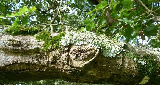 Mousse et lichen sur chêne