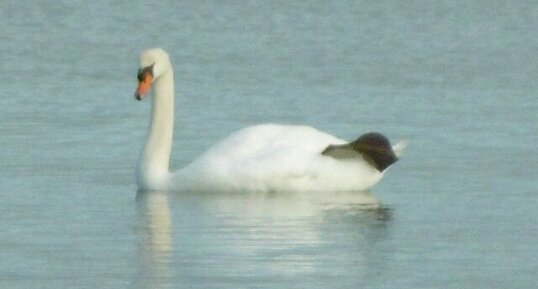 Cygne tuberculé