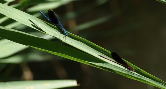 Calopteryx