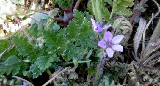 Erodium à feuilles de cigüe