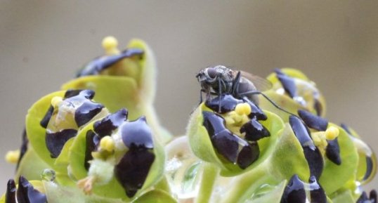 Petit diptère sur une Euphorbe Characias