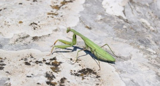 Mante religieuse verte