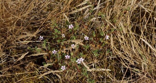 Erodium circutarium