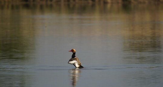 Le plumage vu de dessus