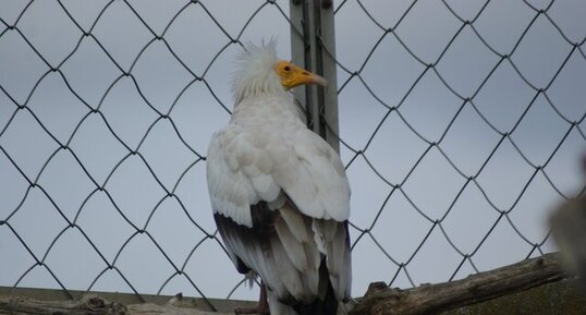 Vautour percnoptère - Neophron percnopterus