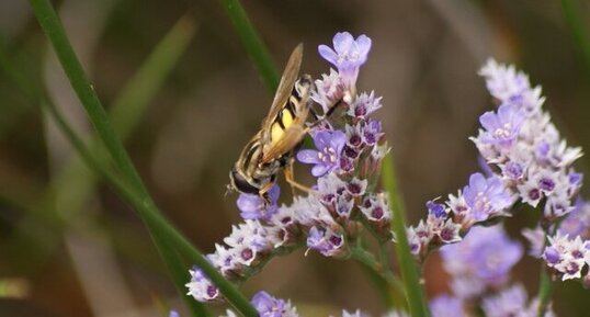 Héliophile à bandes grises sur saladelle