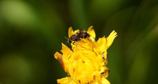 Abeille solitaire