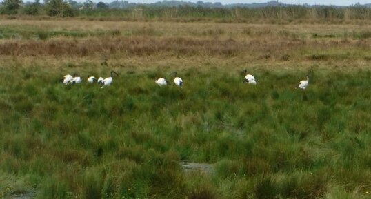 Ibis sacré