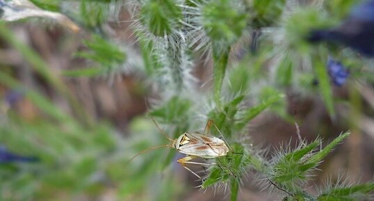 Lygus pratensis - sous réserve