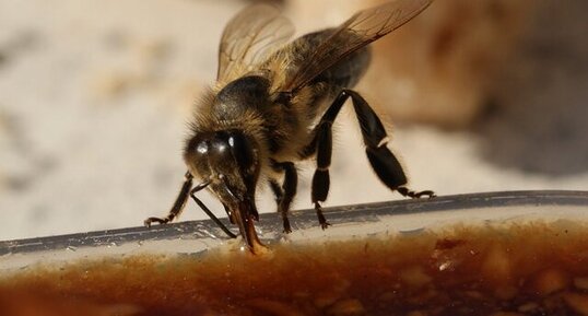 Bar à abeilles et guêpes