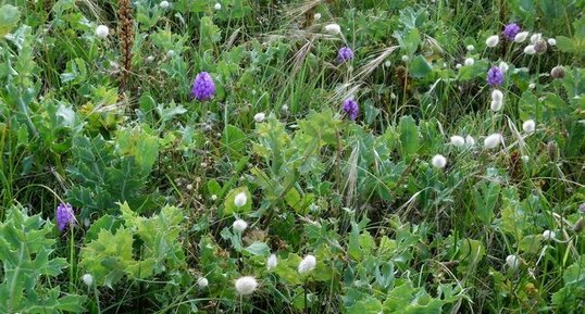 Flore de la dune