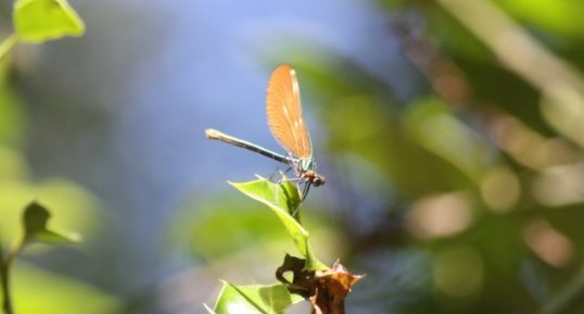 Calopteryx splendens - femelle