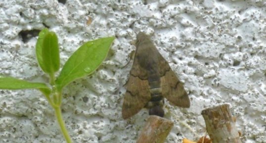 Moro sphinx (sphinx colibri)