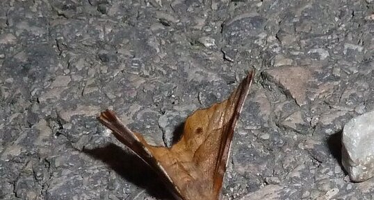 Ennomos lunaire ou croissant Selenia lunularia.Noctuelle.