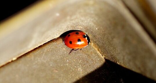 Coccinelle à 4 points ?