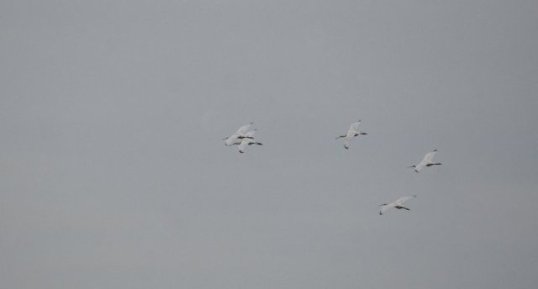 Vol en patrouille de Spatules blanches