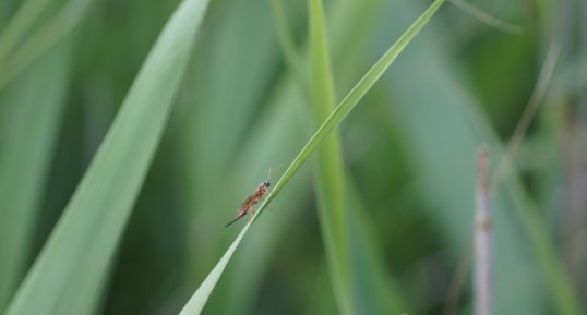 Tenthrède sp.