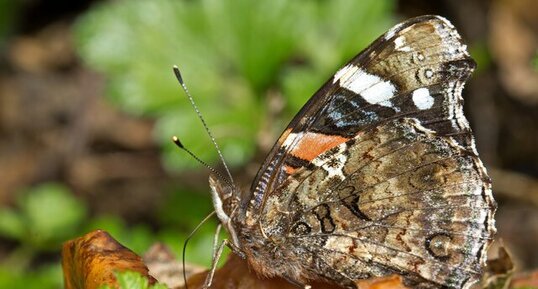 Vanessa atalanta