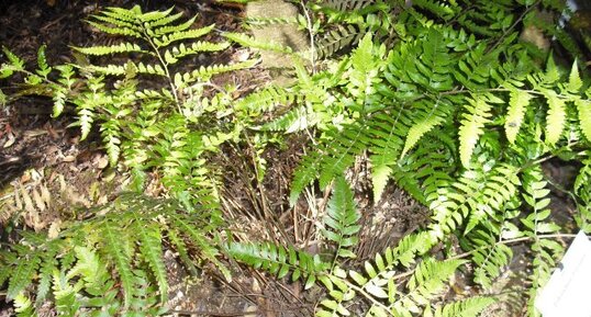 Polystichum dépanum