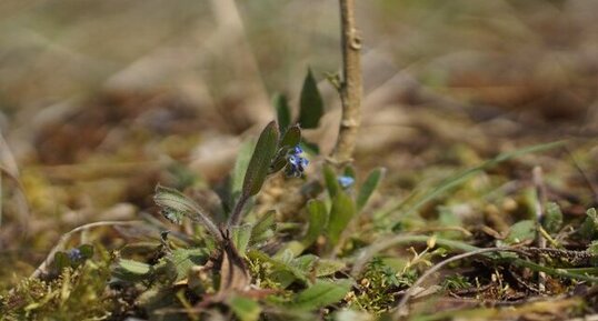 Myosotis sp.