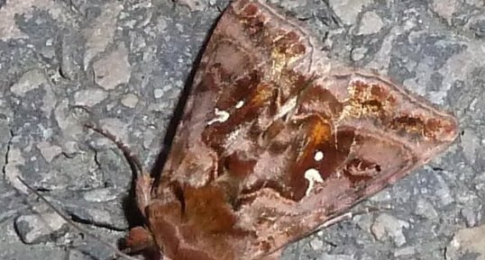 Le Lambda Autographa gamma - Noctuelle