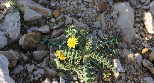 Laiteron sp. - sous réserve