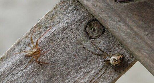 Araignées à identifier