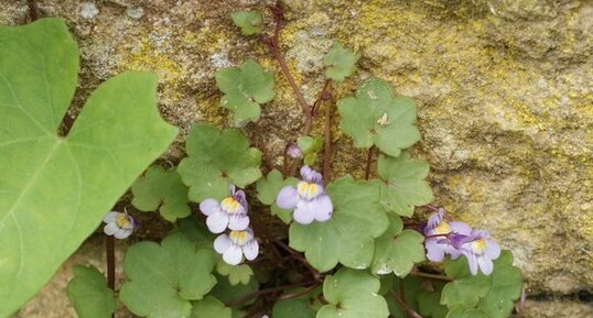 Cymbalaire des murs