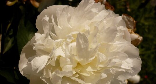 Pivoine blanche