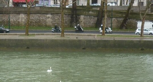 Cygnes tuberculés à Paris