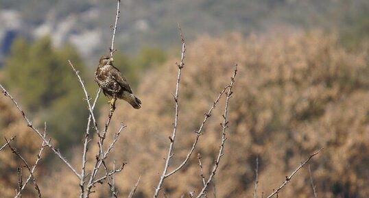 Buse variable