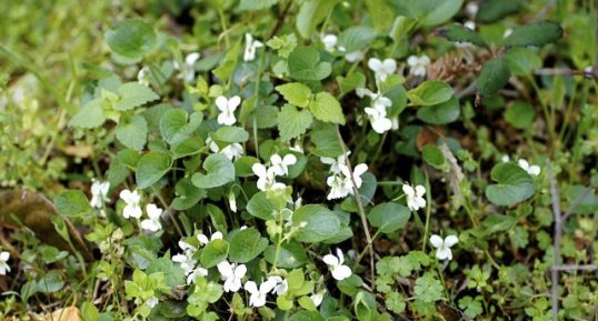 Violettes blanches