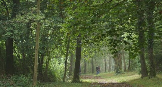 Forêt wallonne