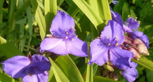 Tradescantia