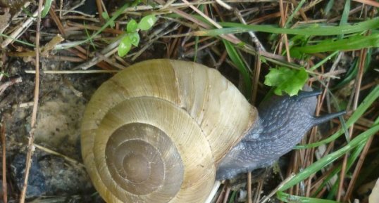 Escargot peson (zonite d'Algérie)