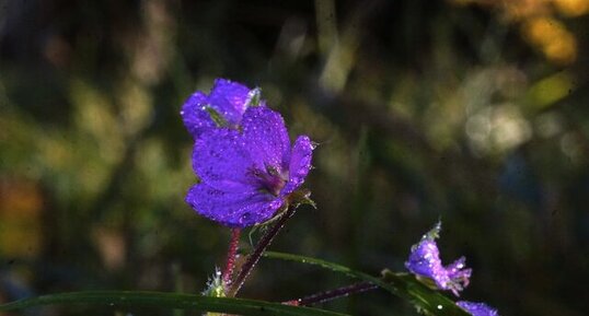 Fleur d'érodium sp.