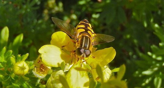 Le grand Syrphide à bandes thoraciques