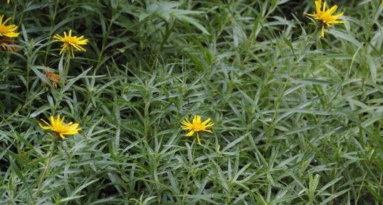 Asteracées (Inula ensifulia)