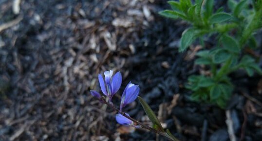 POLYGALE. Polygala vulgaris.