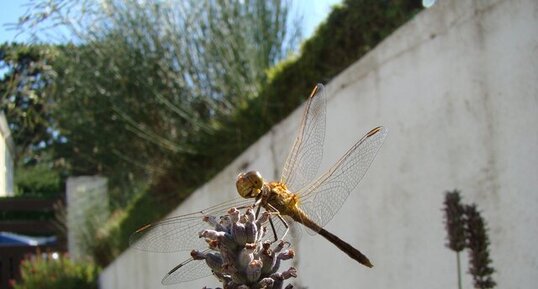 Sympetrum