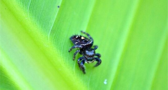 Phidippus audax (1)