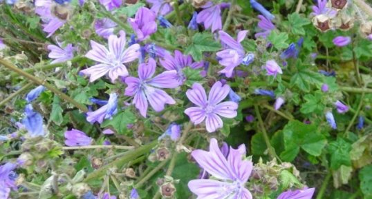 Mauve des bois (malva sylvestris)