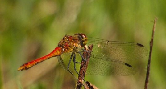 Sympetrum rouge sang Sympetrum sanguineum