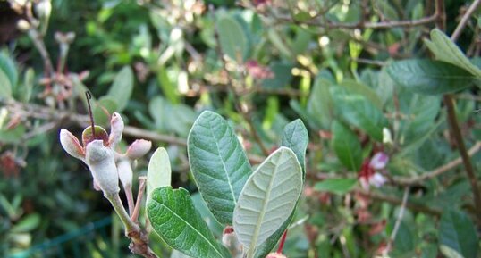 Feijoa