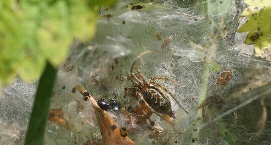 Agellena labyrintica