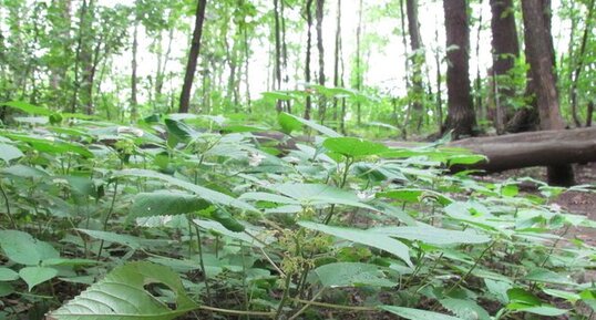 Laportea canadensis