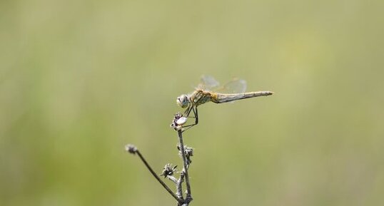 Sympetrum de fonscolombe - femelle