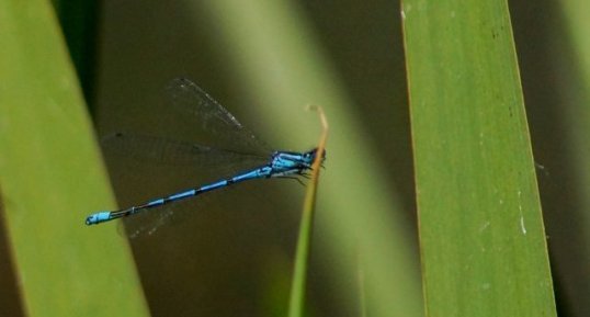 Agrion jouvencelle mâle