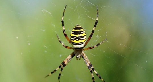 Argiope frelon